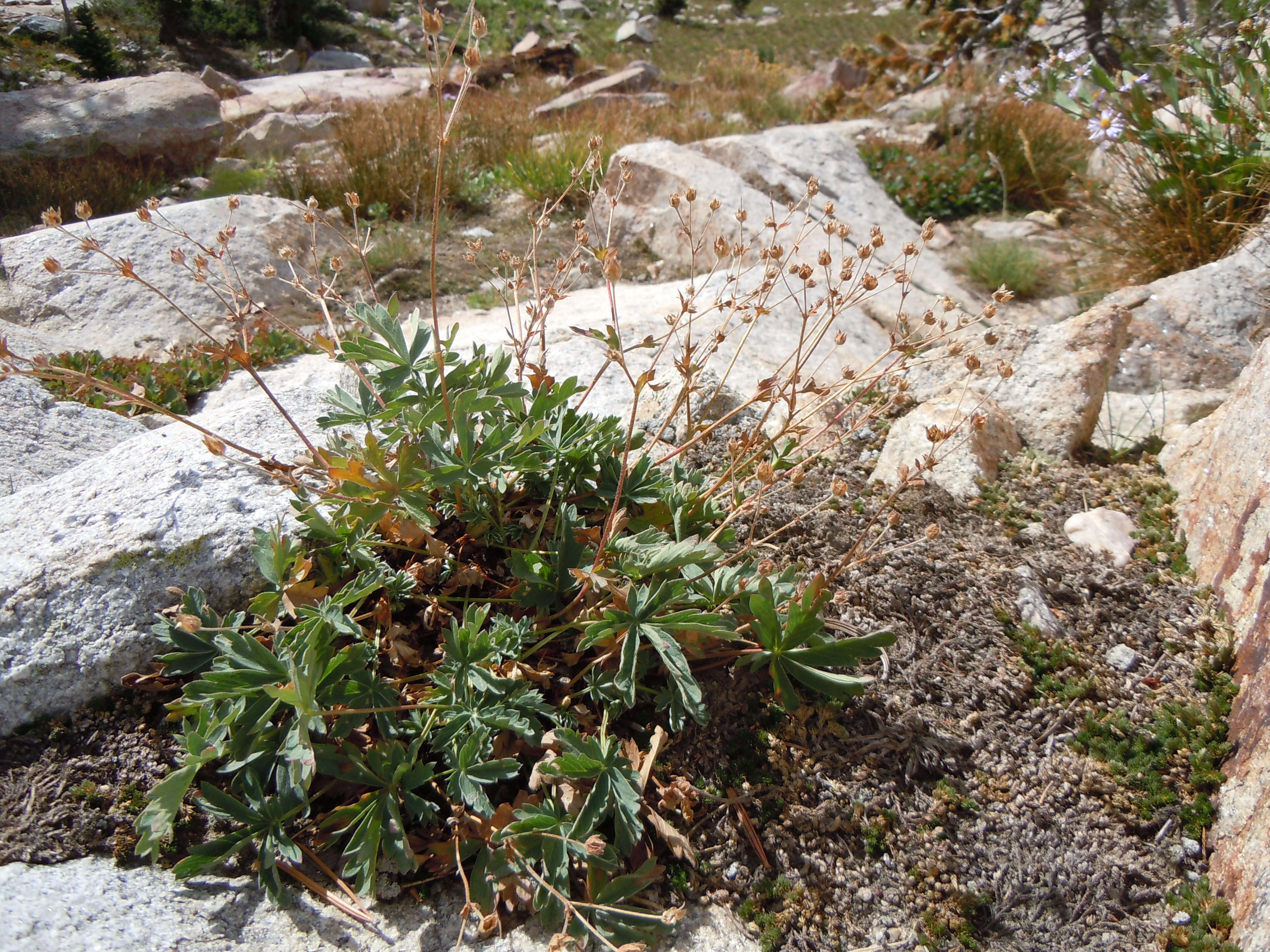 Image of Mountain-Meadow Cinquefoil