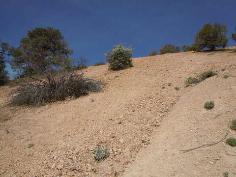 Image of Utah serviceberry