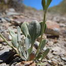 Imagem de Erigeron tweedyi Canby