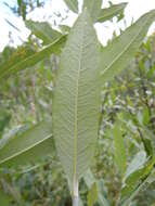 Image of Lemmon's willow