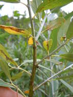 Image of Lemmon's willow