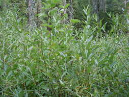 Image of Lemmon's willow