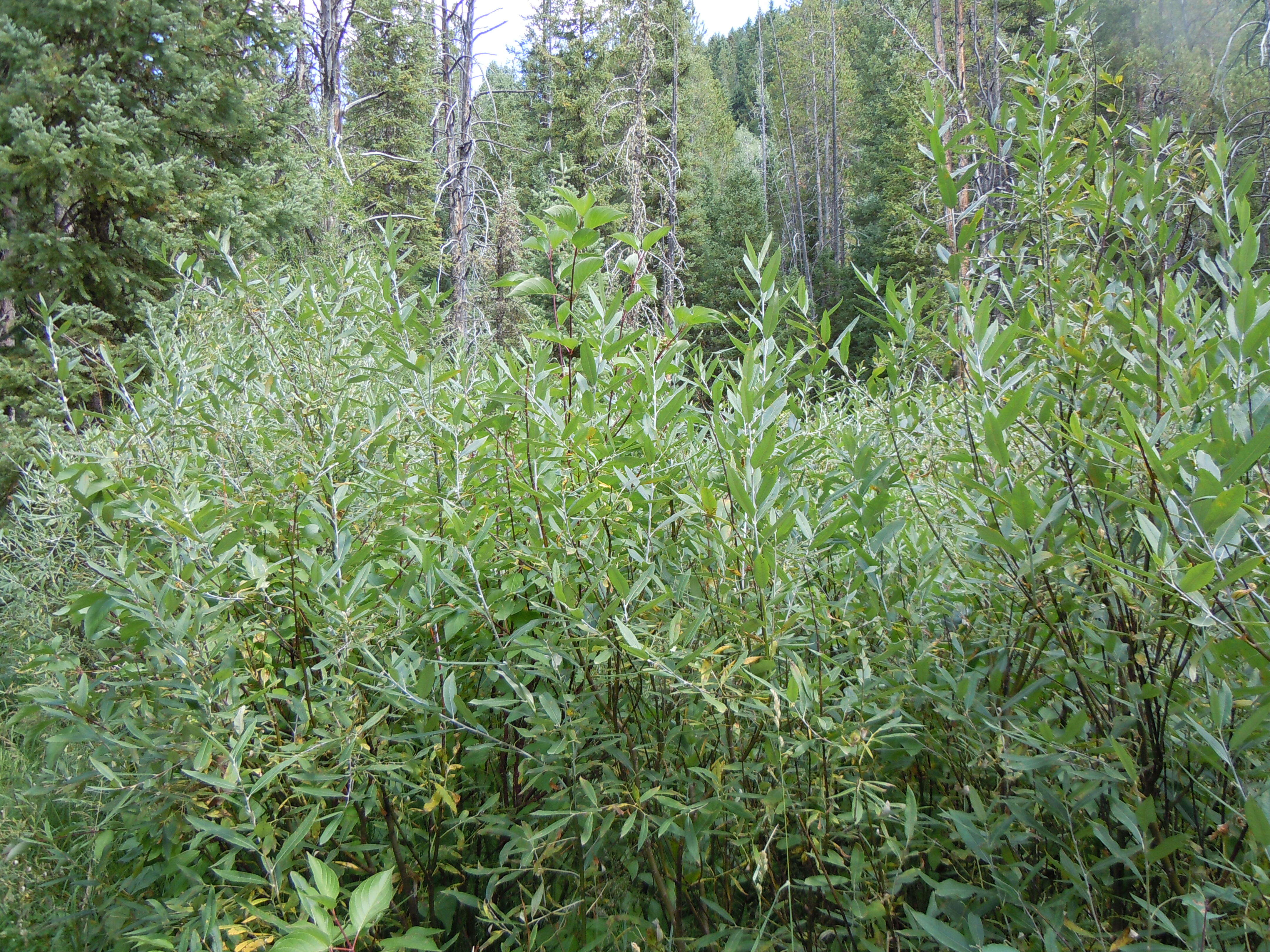 Image of Lemmon's willow