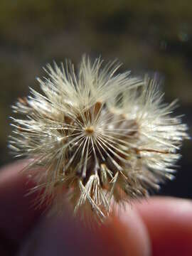 Image of hairy false goldenaster