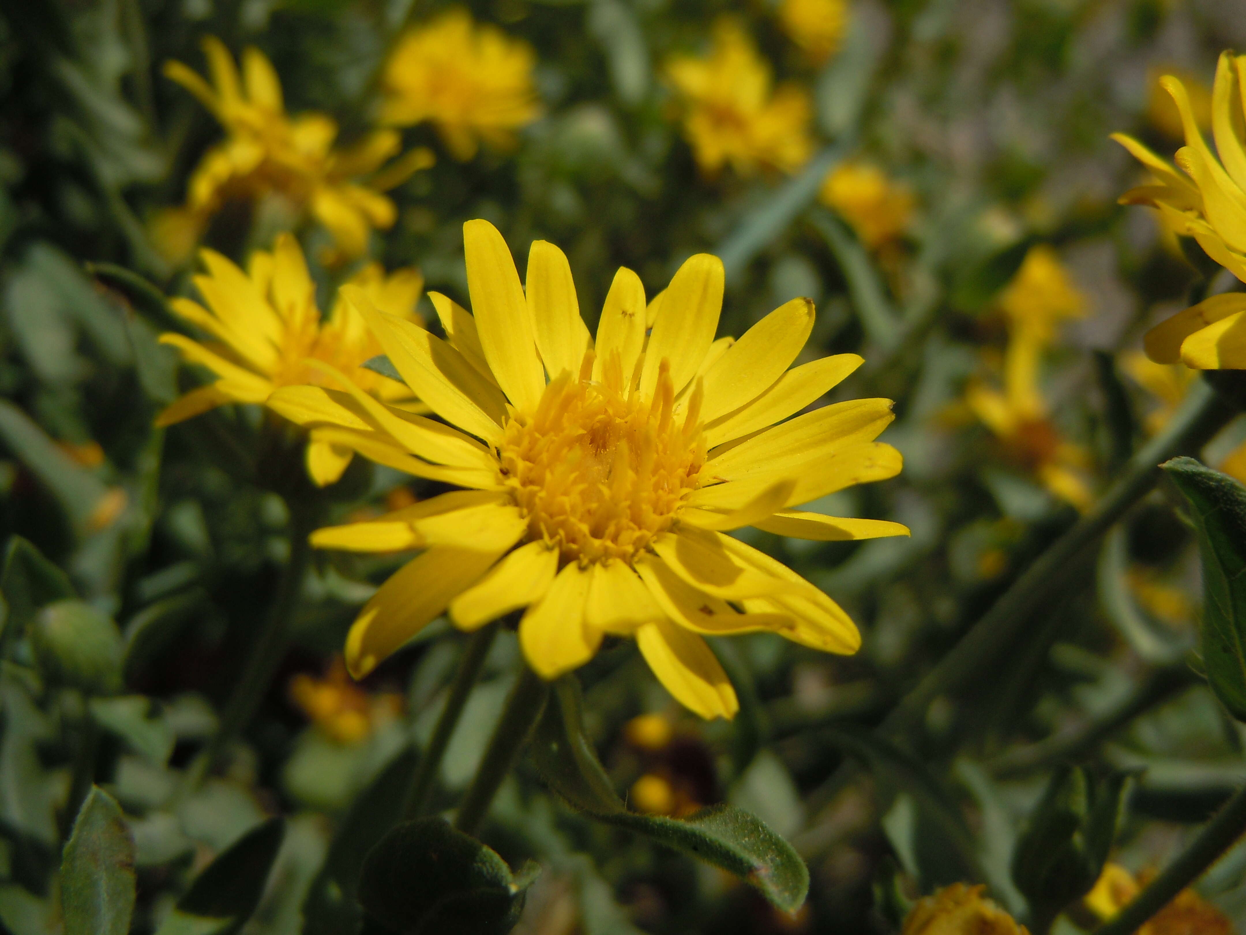 Image of hairy false goldenaster