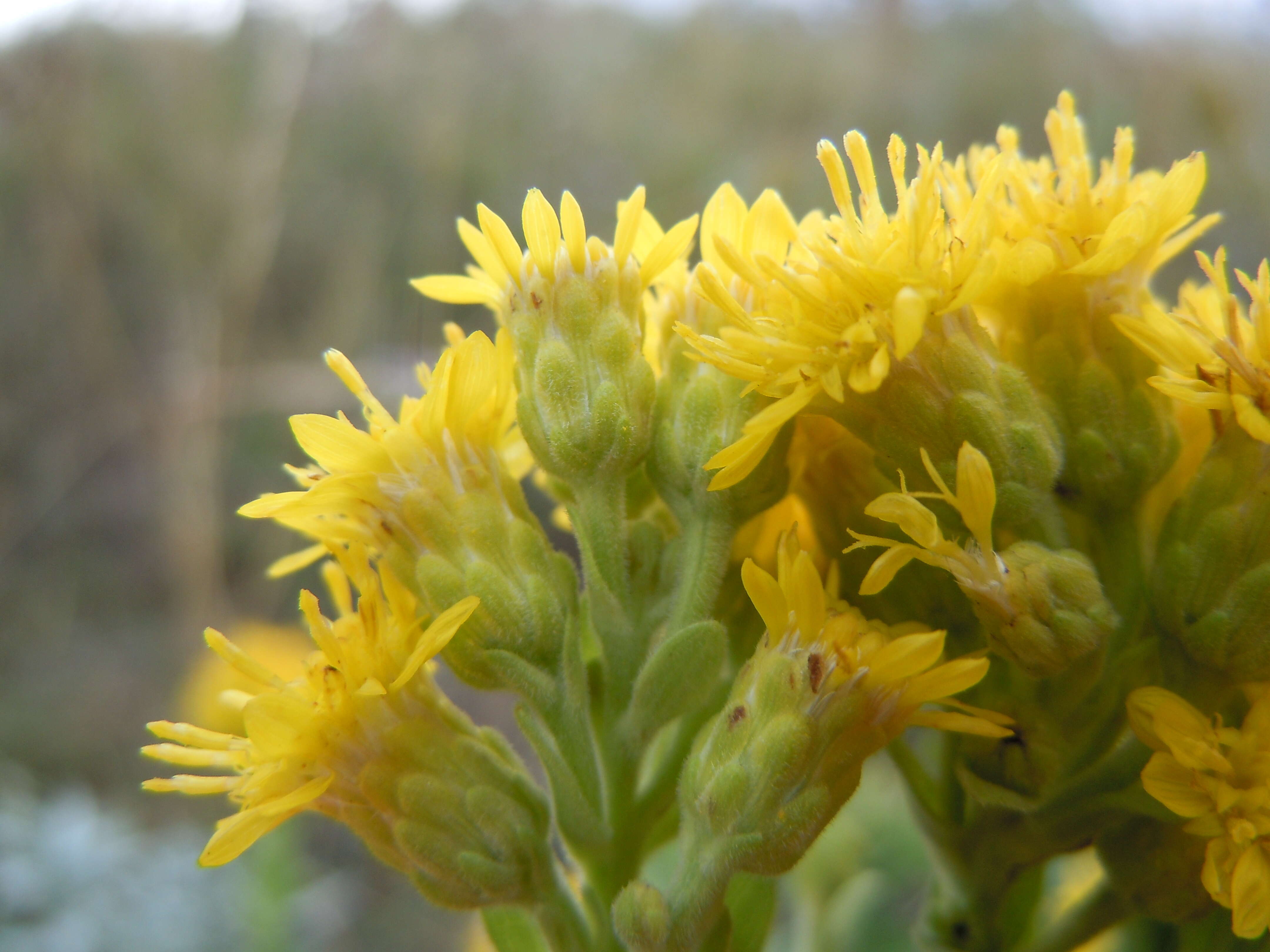 Слика од Solidago rigida L.