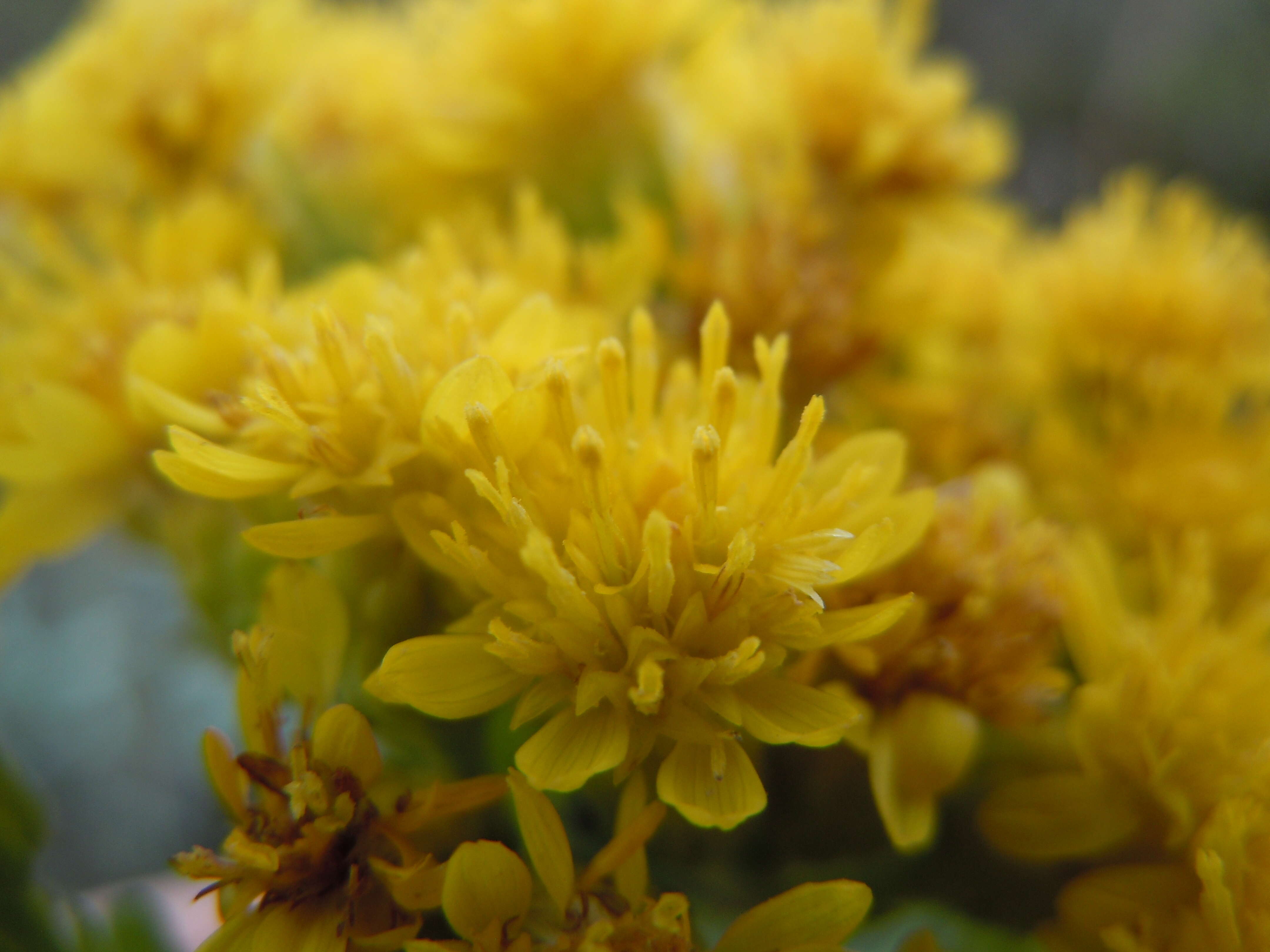 Слика од Solidago rigida L.