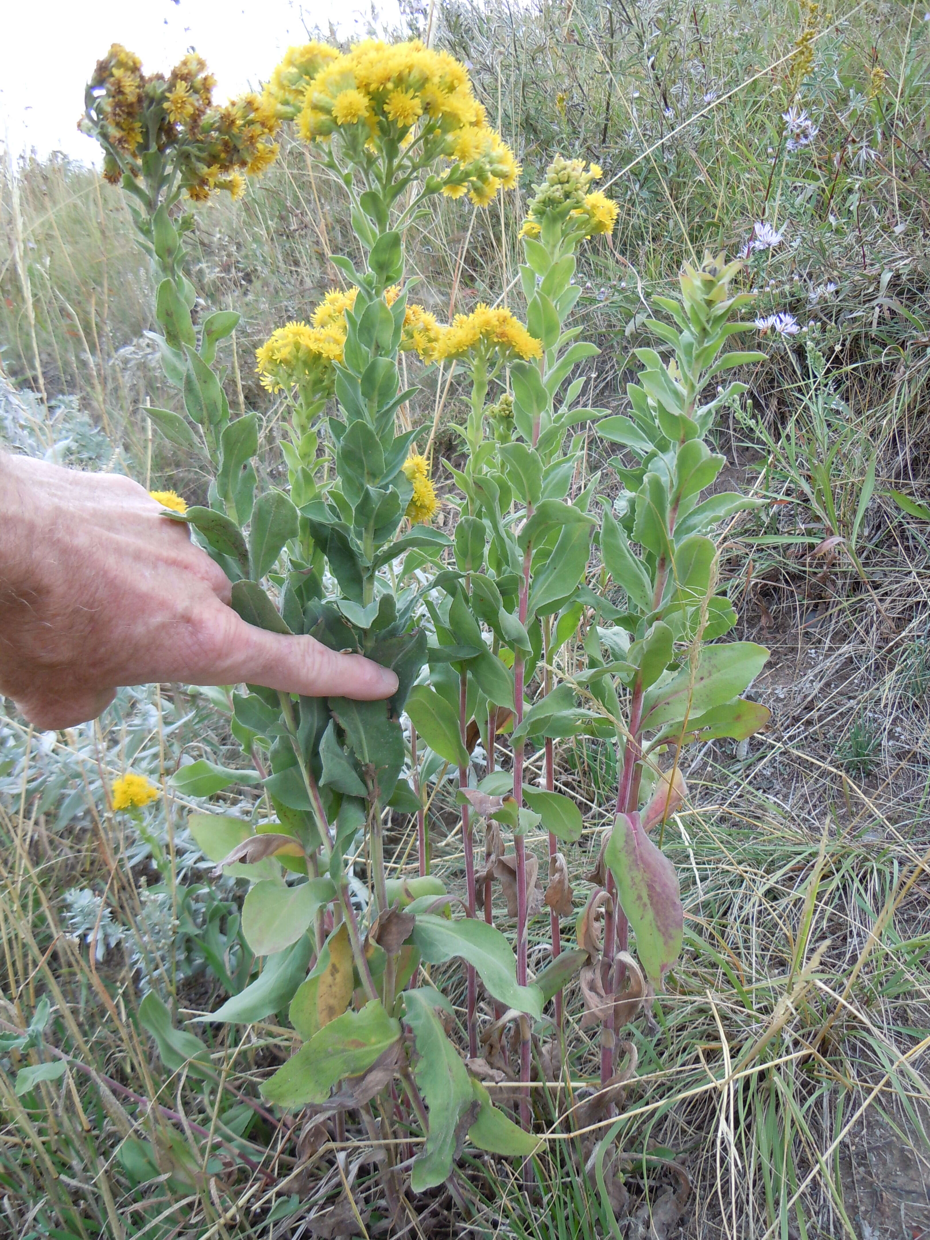 Слика од Solidago rigida L.