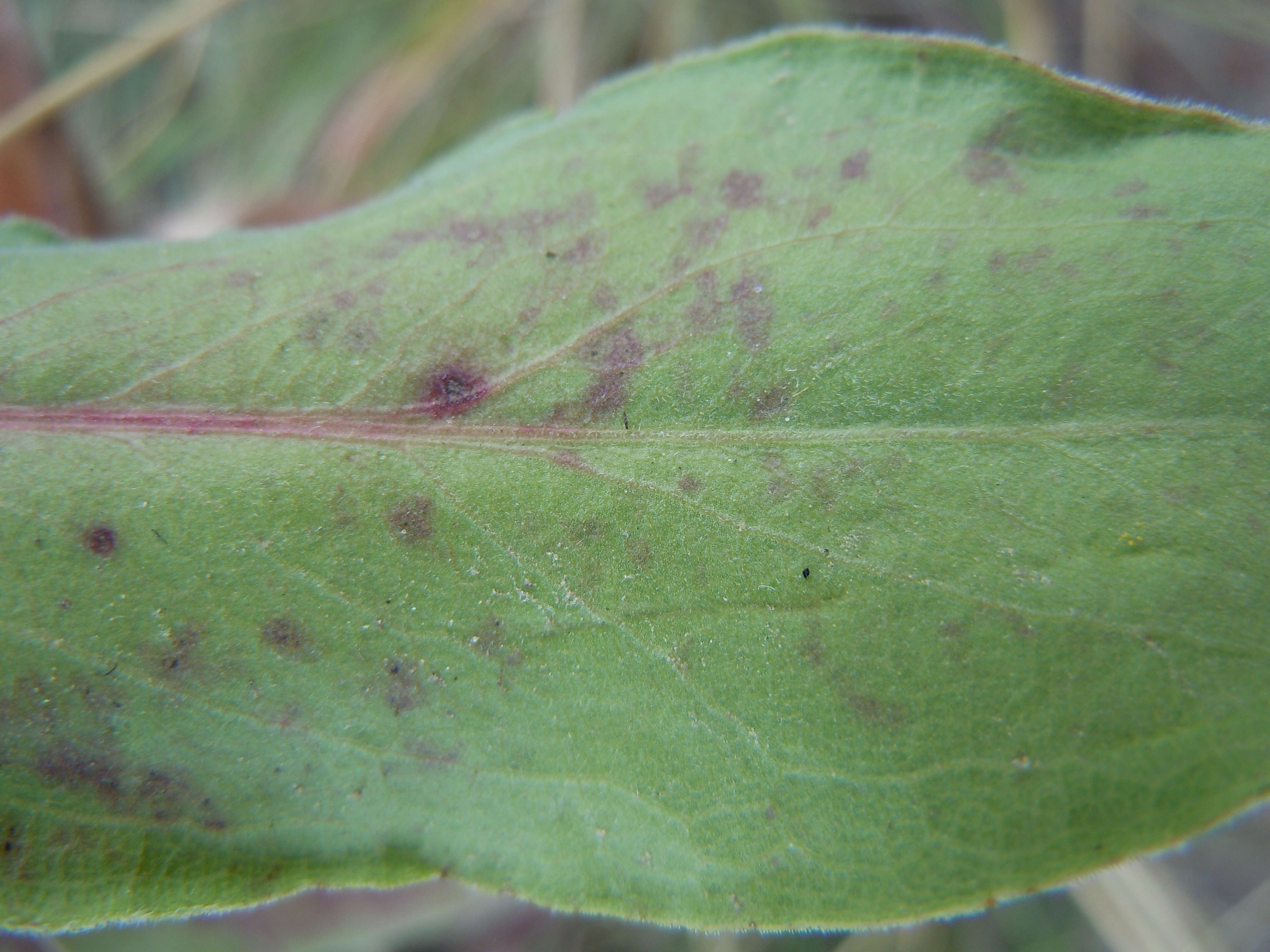 Слика од Solidago rigida L.