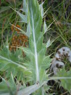 Image of wavyleaf thistle