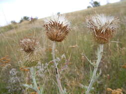 Image of wavyleaf thistle