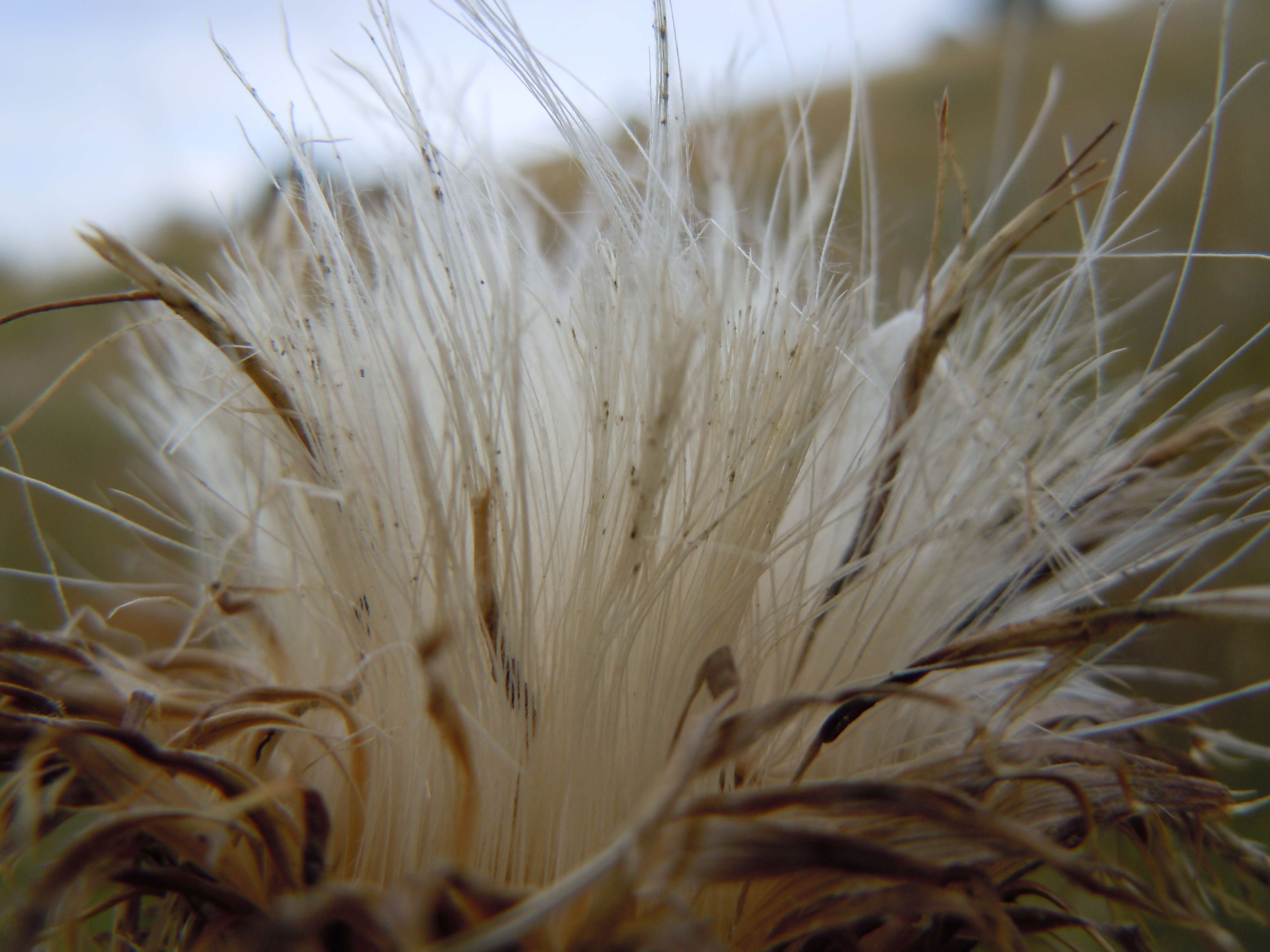 Image of wavyleaf thistle