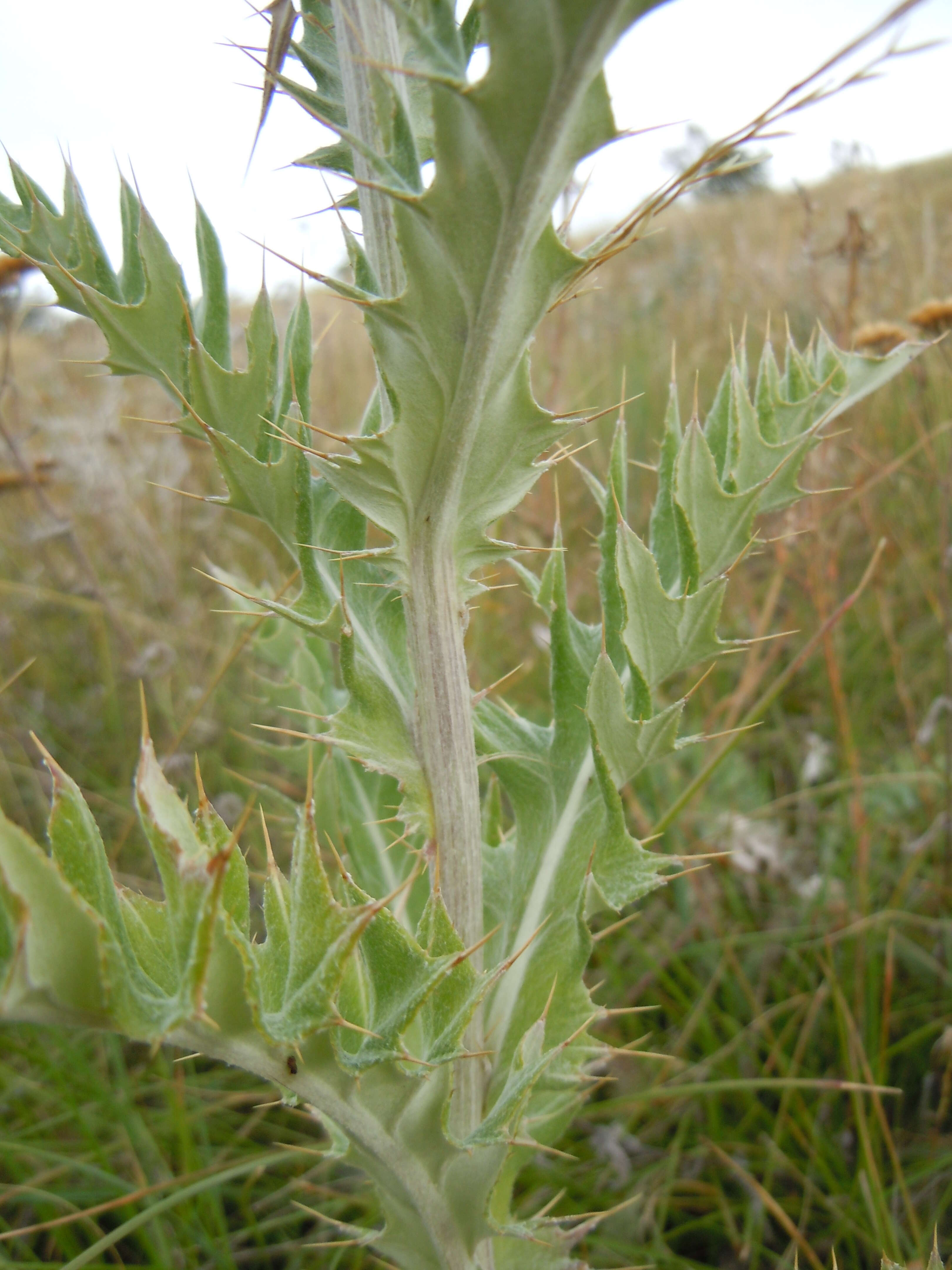 Image of wavyleaf thistle