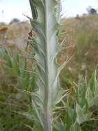 Image of wavyleaf thistle