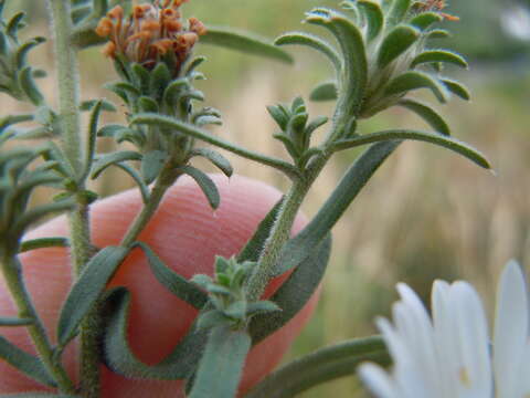 Image of white prairie aster