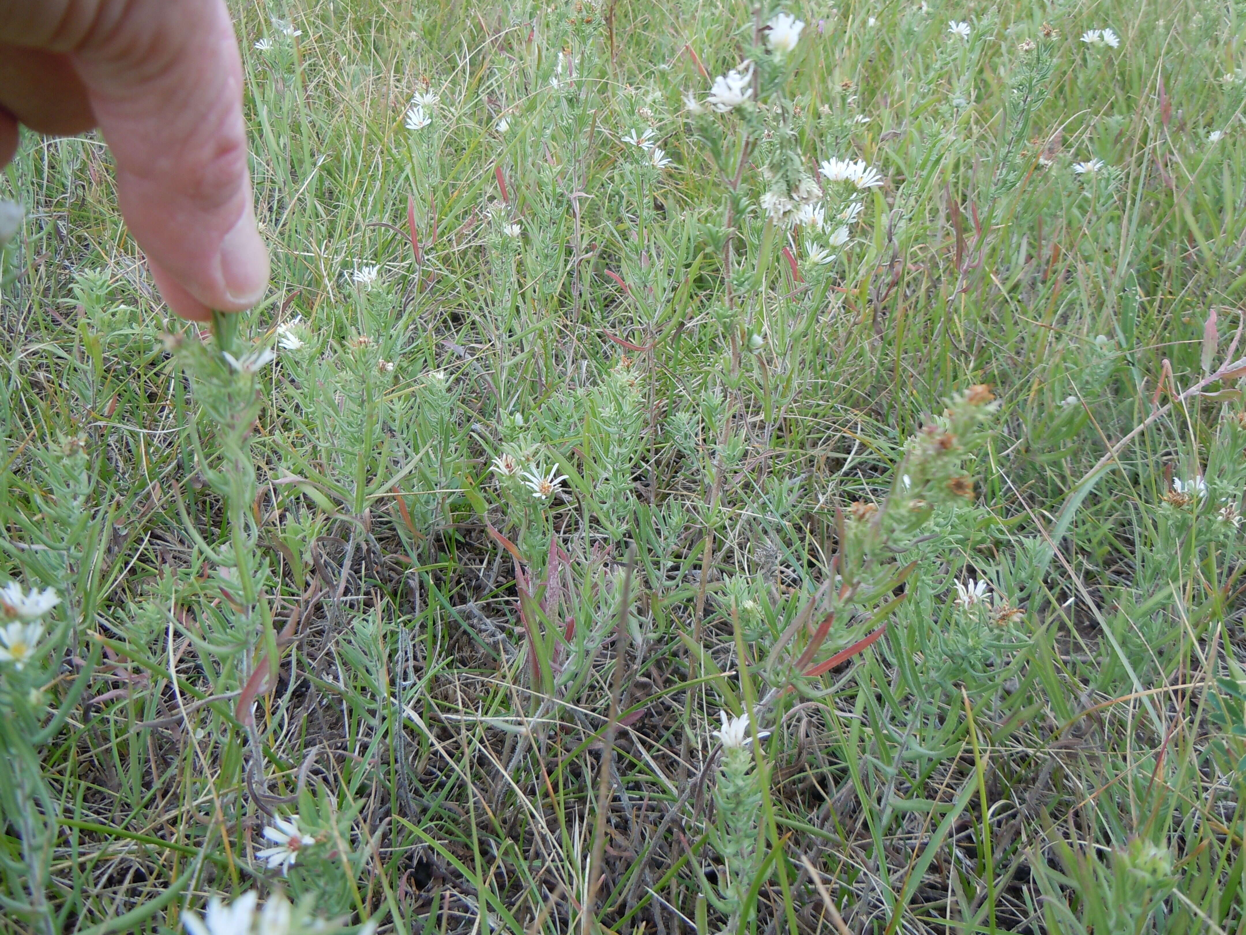 Image of white prairie aster