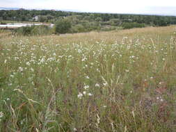 Image of white prairie aster