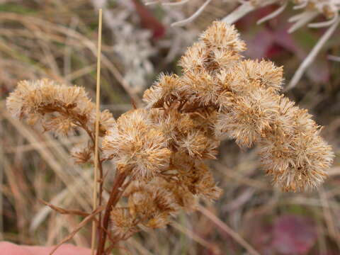 Image of Missouri goldenrod