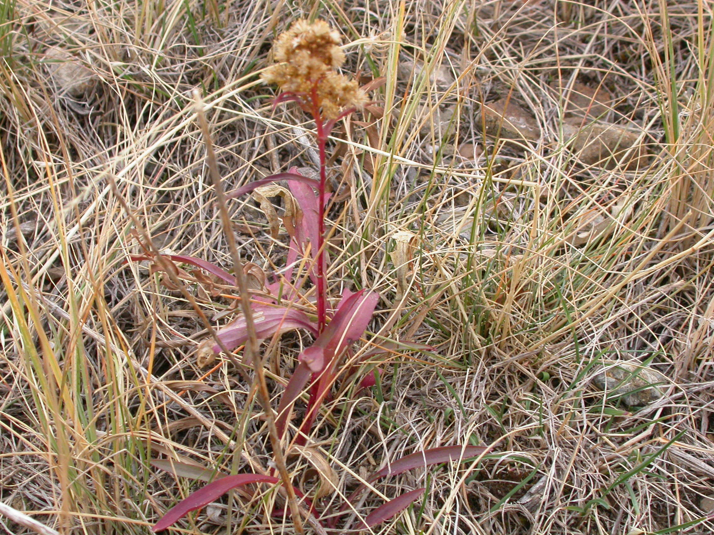 Image of Missouri goldenrod