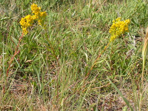 Image of Missouri goldenrod