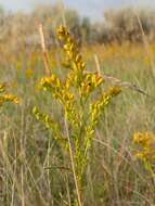 Image of Missouri goldenrod