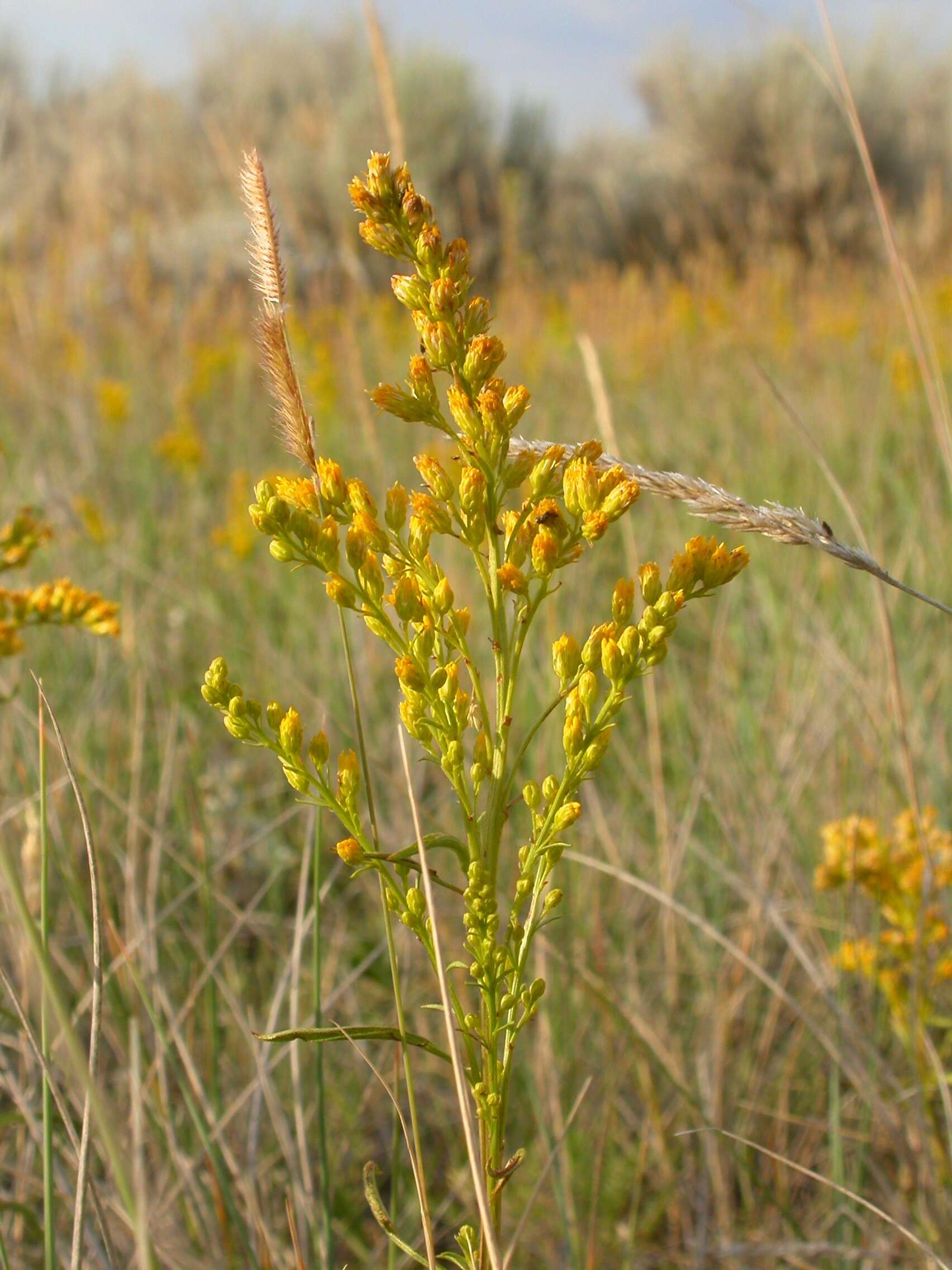 Image of Missouri goldenrod