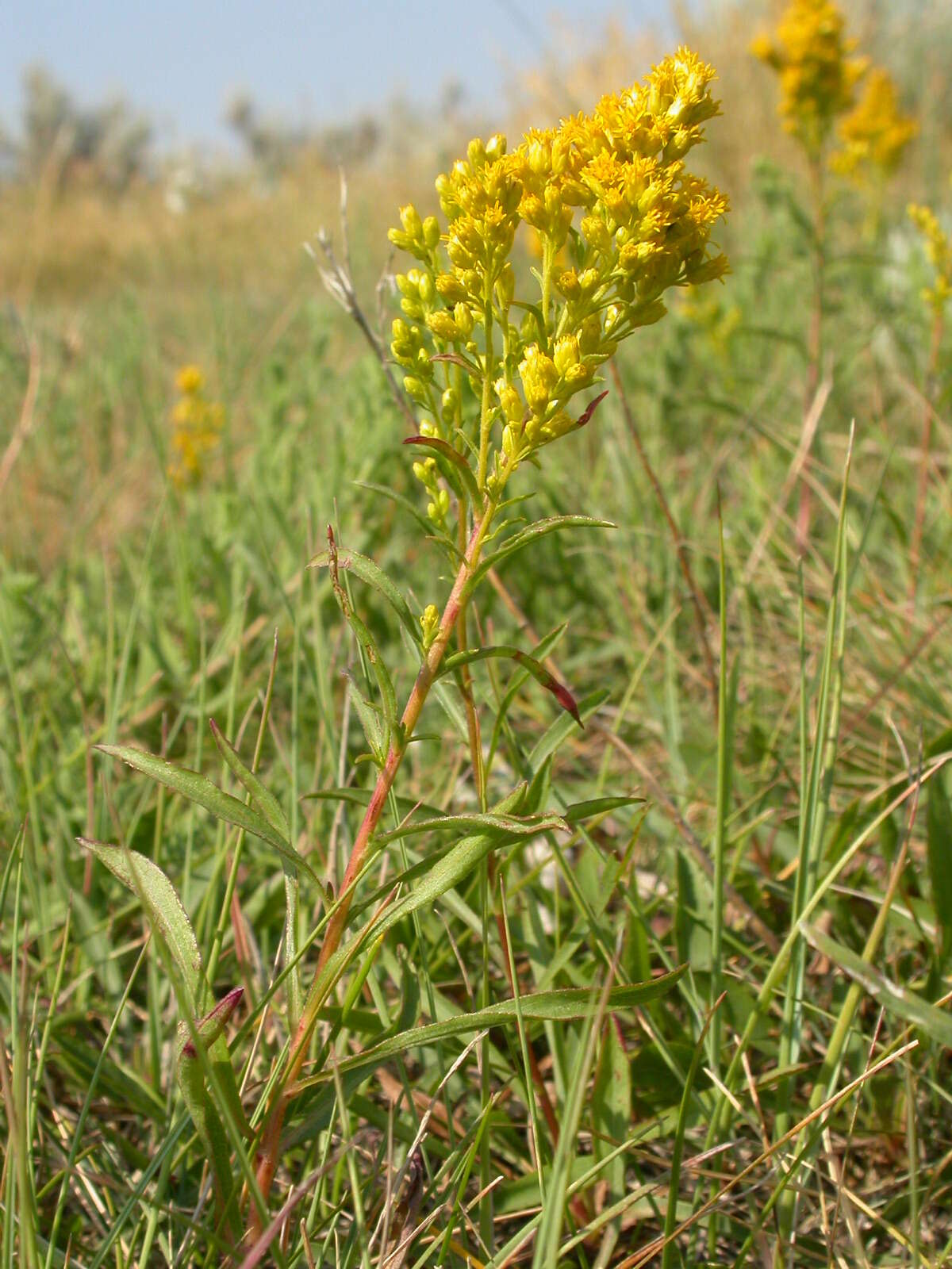 Image of Missouri goldenrod