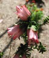 Image de Darwinia squarrosa (Turcz.) Domin