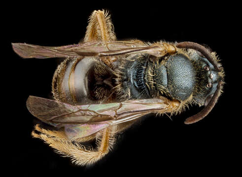 صورة Lasioglossum tarponense (Mitchell 1960)