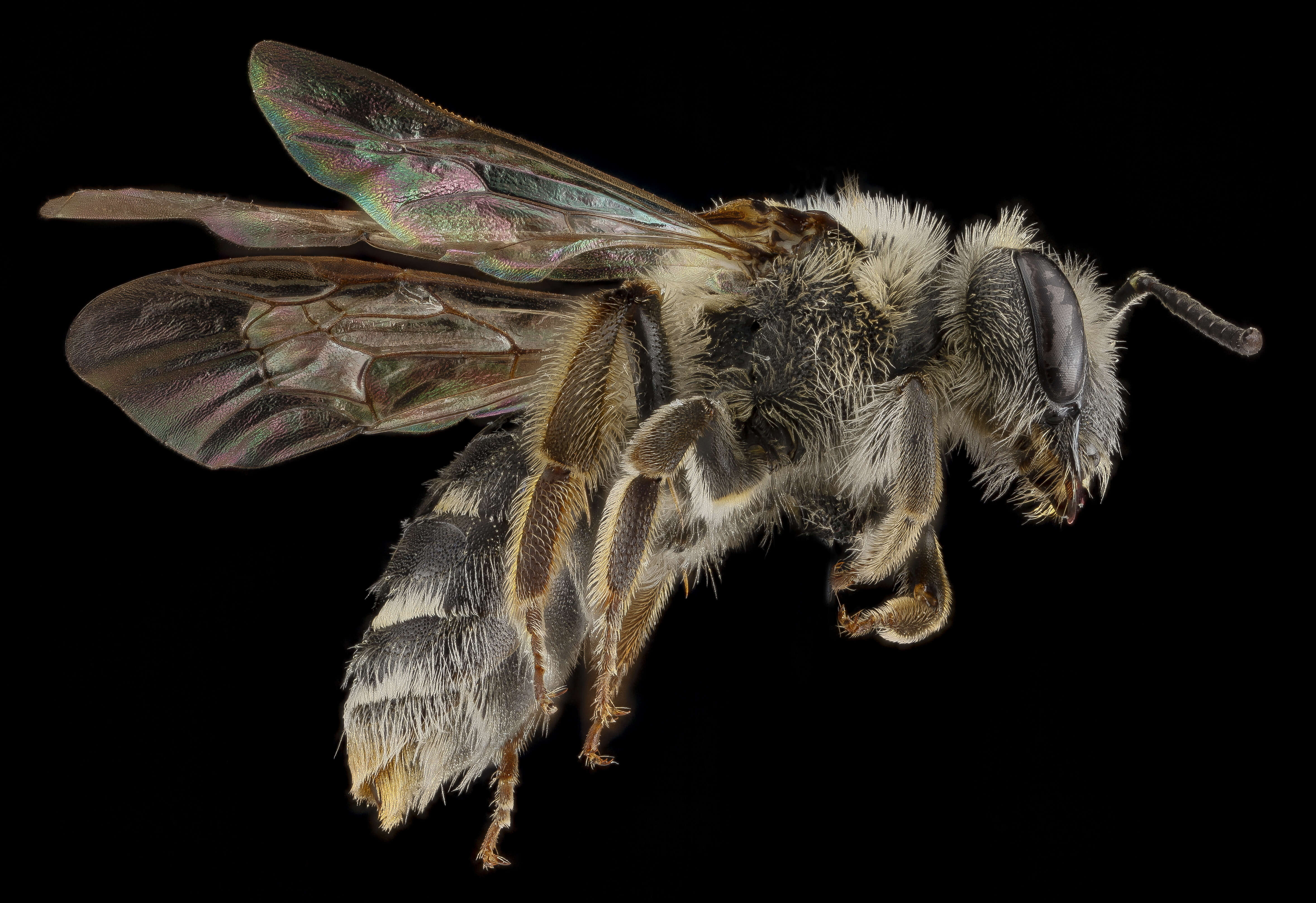 Image of Andrena hippotes Robertson 1895