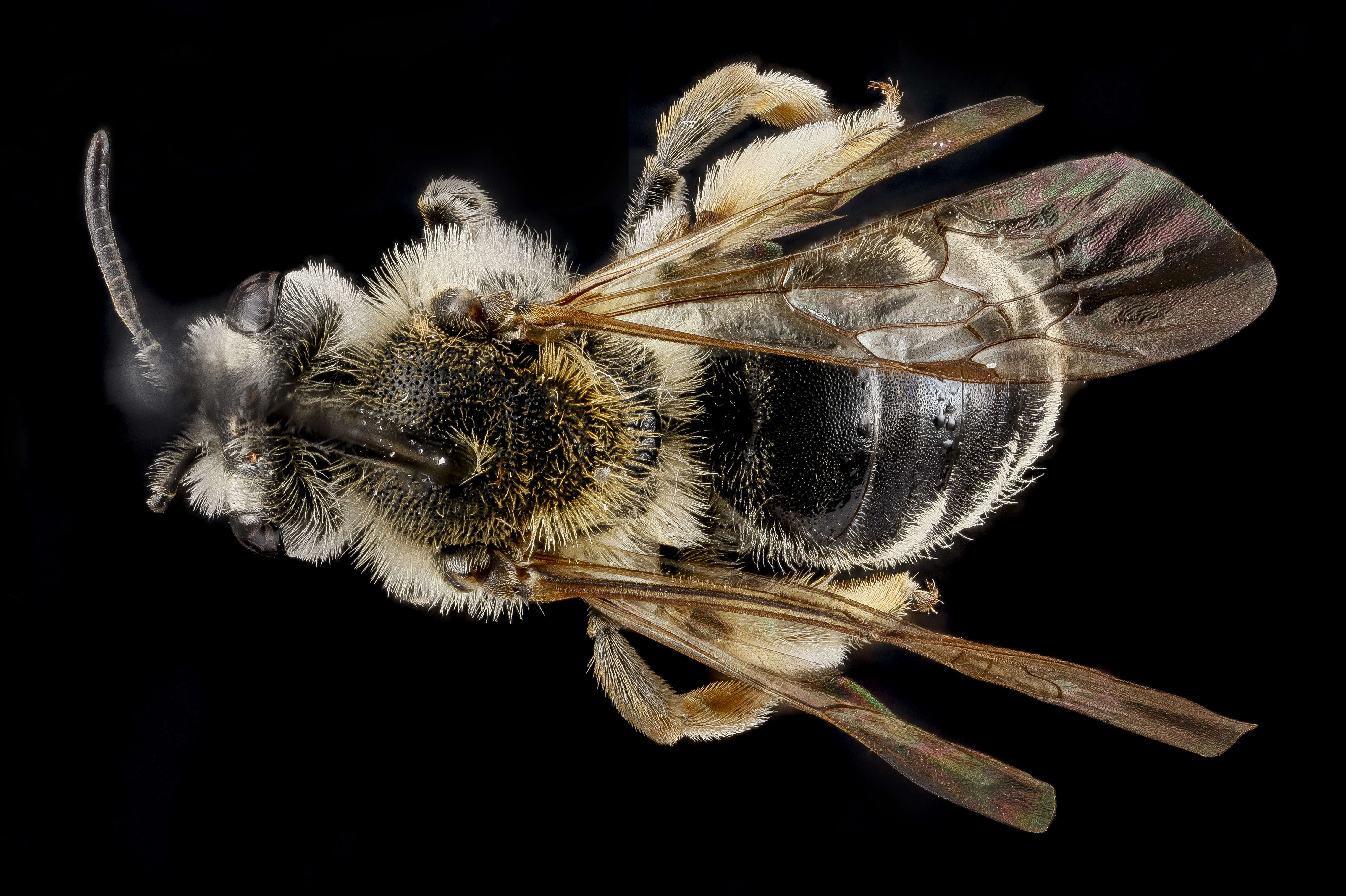 Image of Andrena hippotes Robertson 1895