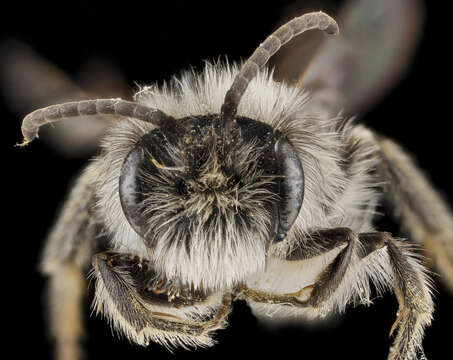 Image of Frigid Andrena