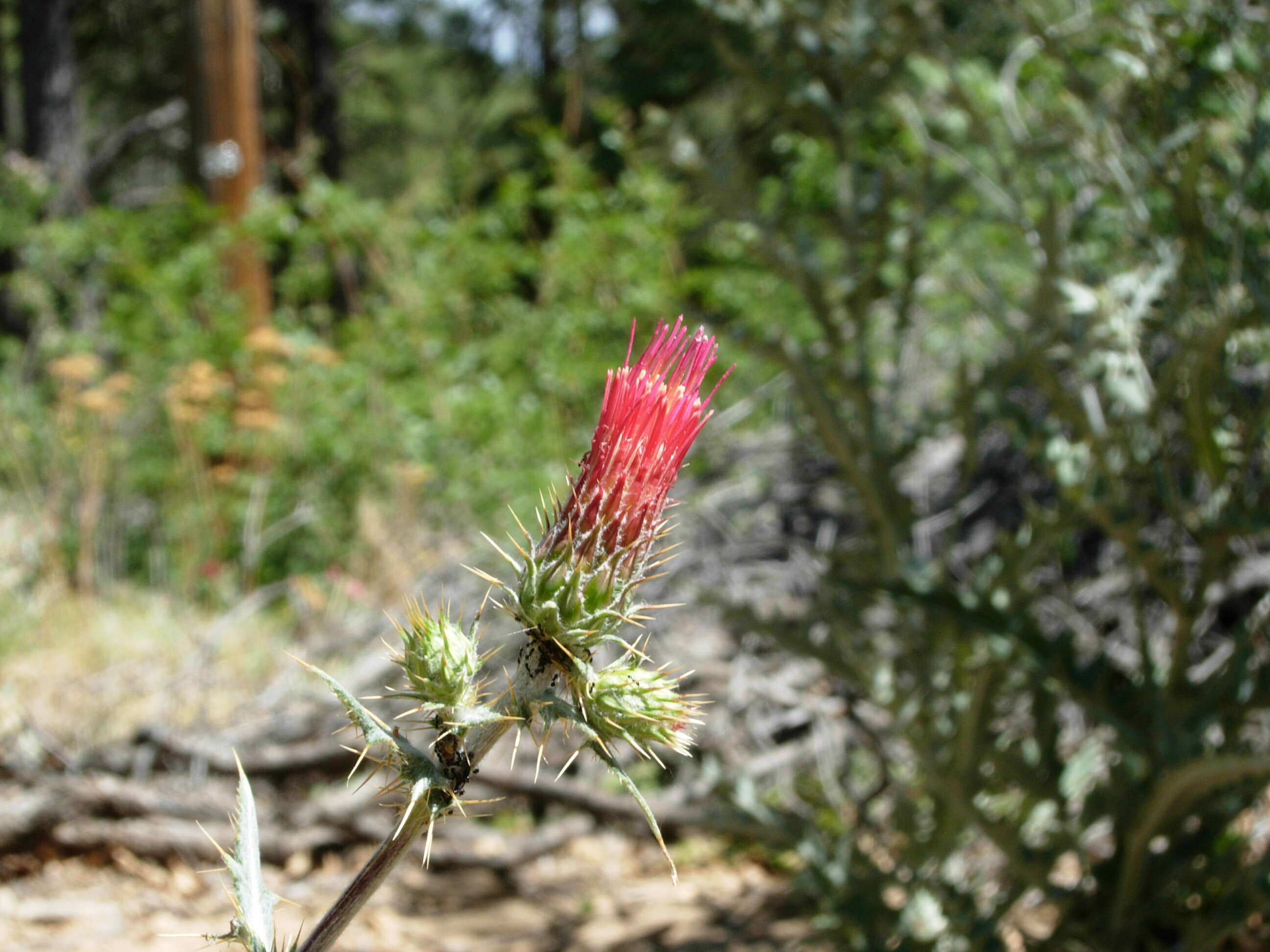 Image of Arizona thistle