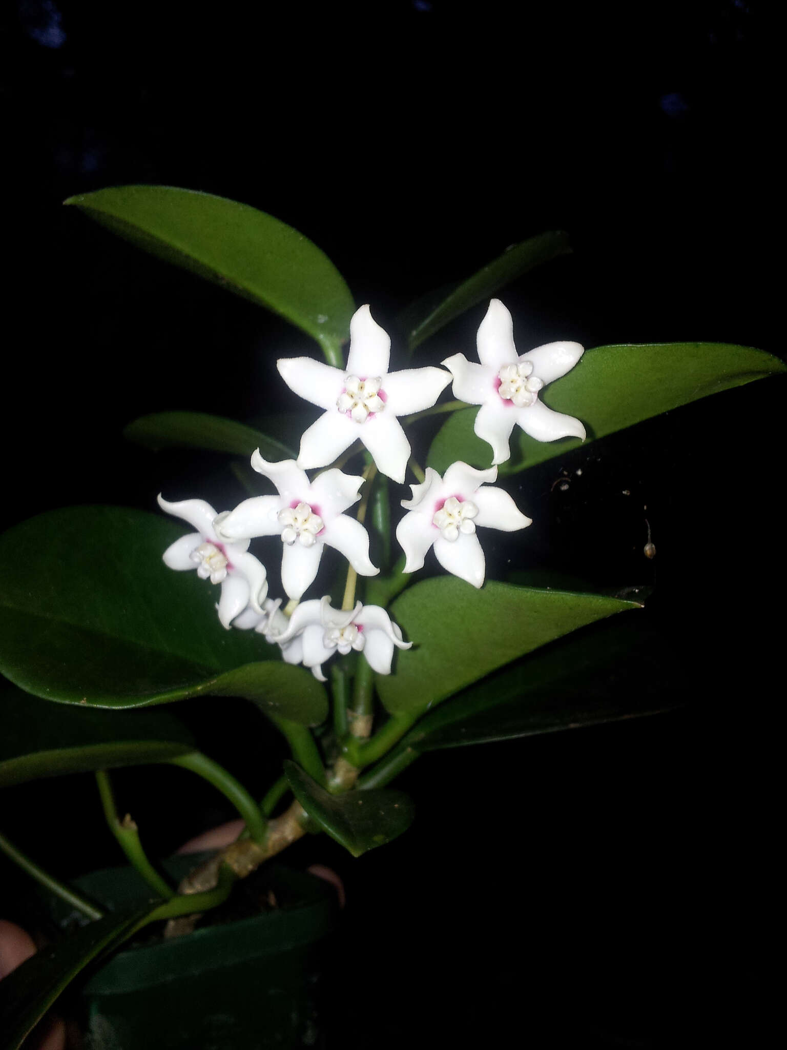 Image of Wax flower