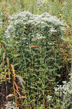 Image of tall thoroughwort