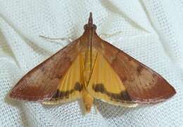 Image of Moth