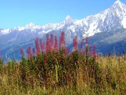 Image of Narrow-Leaf Fireweed