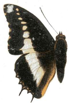 Image of Charaxes brutus