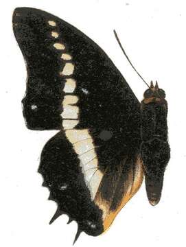 Charaxes brutus的圖片