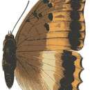 Image of Charaxes phoebus Butler 1865