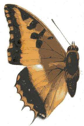 Imagem de Charaxes druceanus Butler 1869