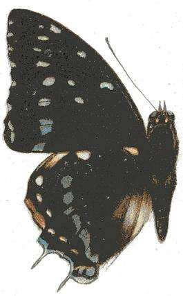 Imagem de Charaxes etesipe Godart 1824