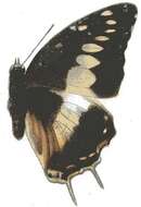 Imagem de Charaxes etesipe Godart 1824