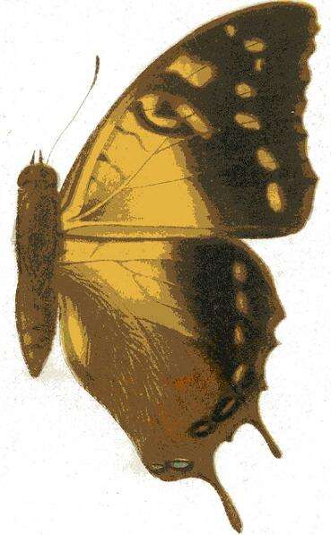 Слика од Charaxes antamboulou Lucas 1872