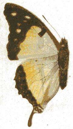 Image of Charaxes zoolina Westwood (1850)