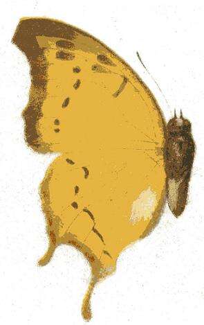 Image of Charaxes zoolina Westwood (1850)