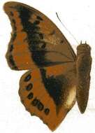 Imagem de Charaxes nichetes Grose-Smith 1883