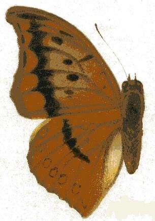 Imagem de Charaxes nichetes Grose-Smith 1883