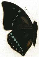 Charaxes zelica Butler 1869的圖片