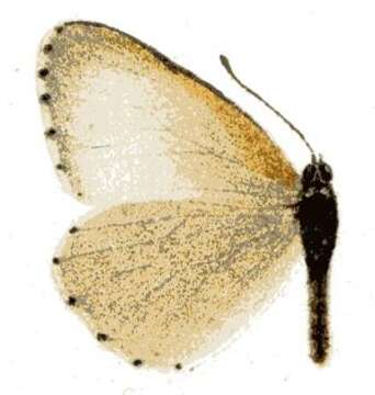 Image de Mylothris rubricosta (Mabille 1890)